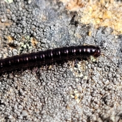 Paradoxosomatidae sp. (family) at Glen Fergus, NSW - 19 Nov 2022 09:43 AM