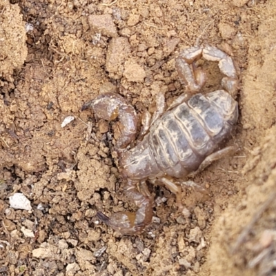 Urodacus manicatus (Black Rock Scorpion) at Coornartha Nature Reserve - 19 Nov 2022 by trevorpreston