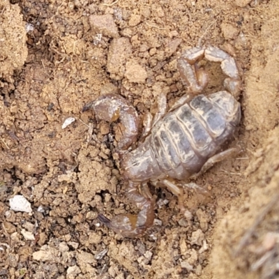 Urodacus manicatus (Black Rock Scorpion) at Glen Fergus, NSW - 19 Nov 2022 by trevorpreston