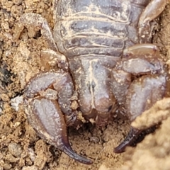 Urodacus manicatus at Glen Fergus, NSW - 19 Nov 2022 09:42 AM