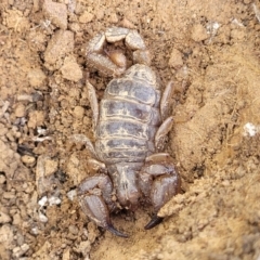 Urodacus manicatus at Glen Fergus, NSW - 19 Nov 2022 09:42 AM