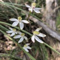 Caladenia moschata (Musky Caps) at Paddys River, ACT - 15 Nov 2022 by RosD