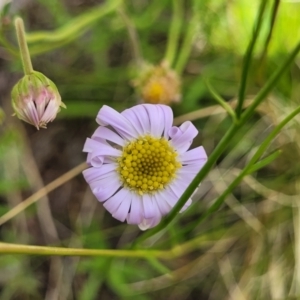 Calotis cuneifolia at Glen Fergus, NSW - 19 Nov 2022