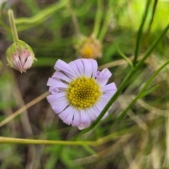 Calotis cuneifolia (Purple Burr-daisy) at Coornartha Nature Reserve - 18 Nov 2022 by trevorpreston