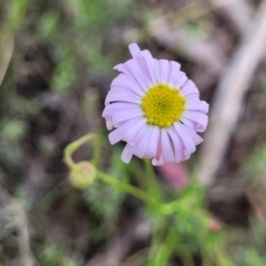 Calotis cuneifolia at Glen Fergus, NSW - 19 Nov 2022