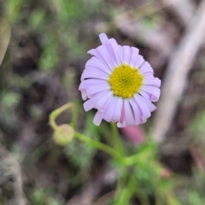 Calotis cuneifolia at Glen Fergus, NSW - 19 Nov 2022 09:42 AM