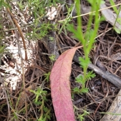 Calotis cuneifolia at Glen Fergus, NSW - 19 Nov 2022 09:42 AM