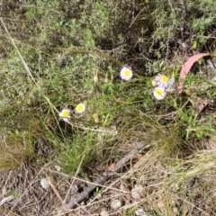 Calotis cuneifolia at Glen Fergus, NSW - 19 Nov 2022