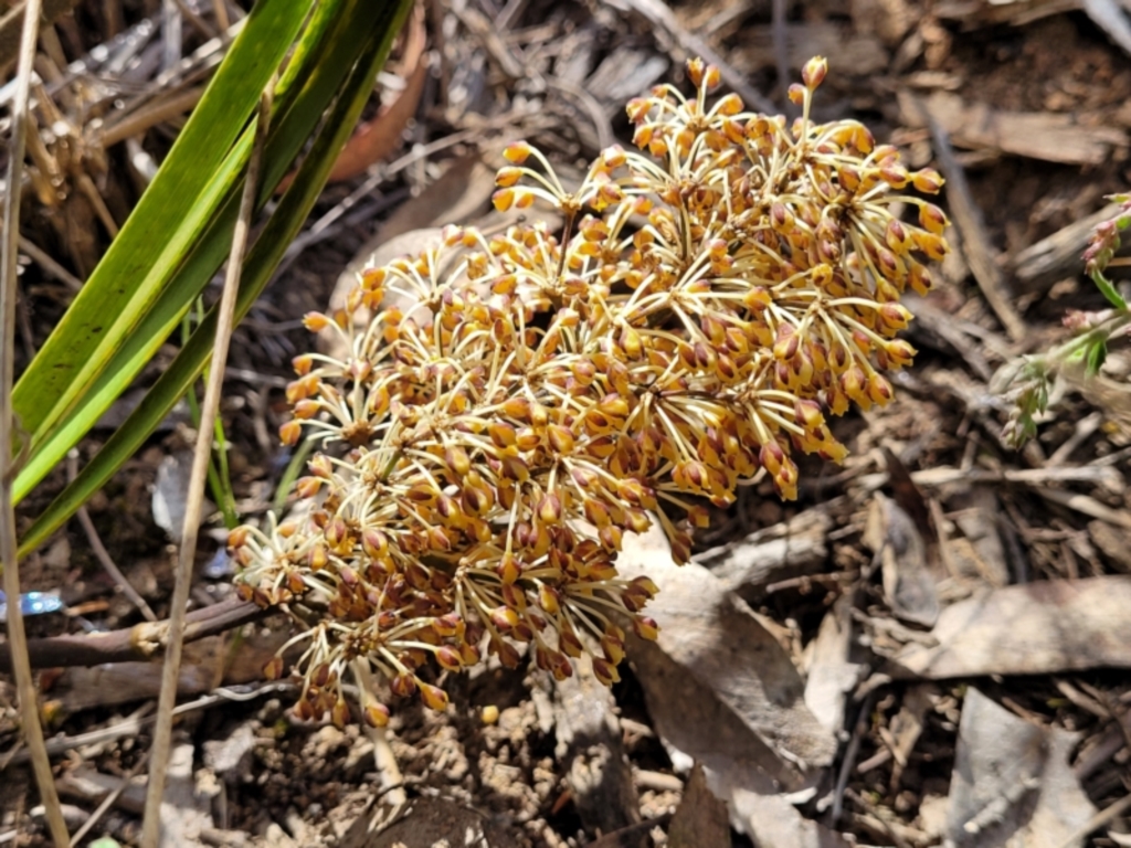 Lomandra multiflora at Glen Fergus, NSW - 19 Nov 2022