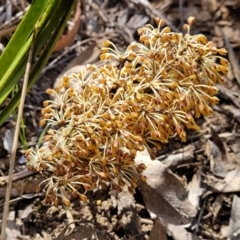 Lomandra multiflora (Many-flowered Matrush) at Glen Fergus, NSW - 18 Nov 2022 by trevorpreston