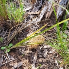 Lomandra multiflora at Glen Fergus, NSW - 19 Nov 2022 09:41 AM