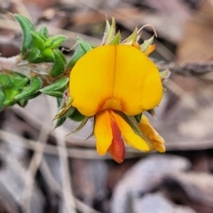 Pultenaea procumbens (Bush Pea) at Glen Fergus, NSW - 18 Nov 2022 by trevorpreston