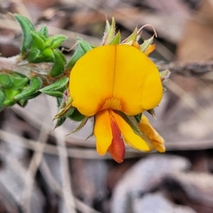 Pultenaea procumbens at Glen Fergus, NSW - 19 Nov 2022