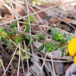 Pultenaea procumbens at Glen Fergus, NSW - 19 Nov 2022