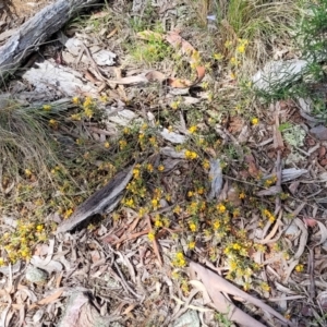 Pultenaea procumbens at Glen Fergus, NSW - 19 Nov 2022