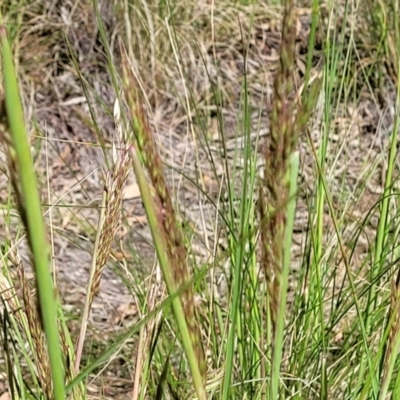 Unverified Grass at Glen Fergus, NSW - 19 Nov 2022 by trevorpreston