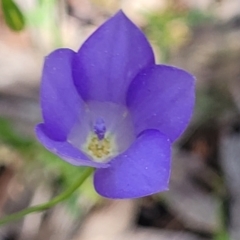 Wahlenbergia sp. (Bluebell) at Glen Fergus, NSW - 18 Nov 2022 by trevorpreston