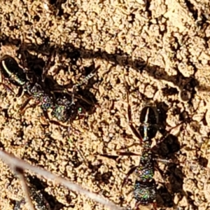 Rhytidoponera sp. (genus) at Glen Fergus, NSW - 19 Nov 2022