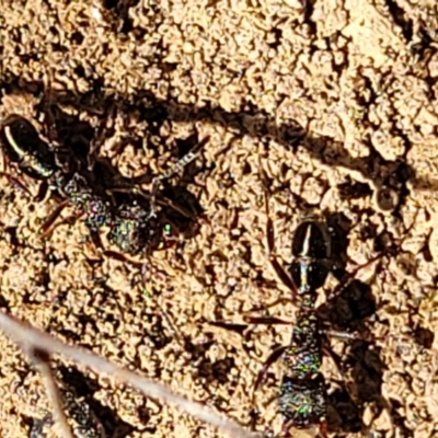 Rhytidoponera sp. (genus) (Rhytidoponera ant) at Glen Fergus, NSW - 18 Nov 2022 by trevorpreston