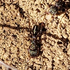 Rhytidoponera sp. (genus) at Glen Fergus, NSW - 19 Nov 2022