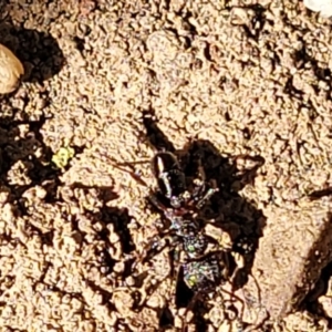 Rhytidoponera sp. (genus) at Glen Fergus, NSW - 19 Nov 2022