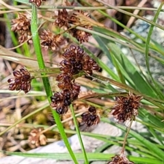 Luzula densiflora (Dense Wood-rush) at Coornartha Nature Reserve - 19 Nov 2022 by trevorpreston