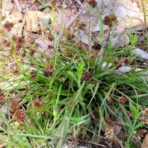 Luzula densiflora at Glen Fergus, NSW - 19 Nov 2022