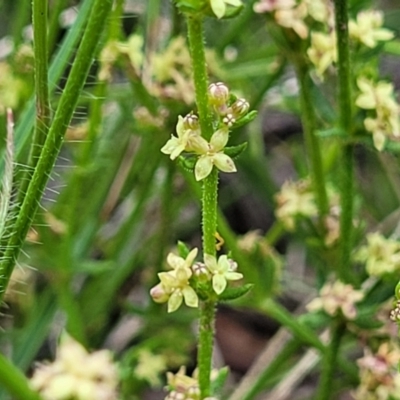 Galium gaudichaudii (Rough Bedstraw) at Coornartha Nature Reserve - 19 Nov 2022 by trevorpreston