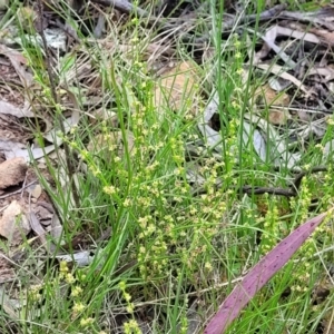 Galium gaudichaudii at Glen Fergus, NSW - 19 Nov 2022