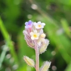 Myosotis discolor (Forget-me-not) at Glen Fergus, NSW - 18 Nov 2022 by trevorpreston