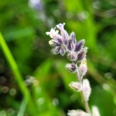 Myosotis discolor at Glen Fergus, NSW - 19 Nov 2022