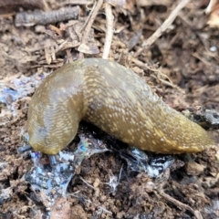 Limacus flavus (Yellow Cellar Slug) at Glen Fergus, NSW - 18 Nov 2022 by trevorpreston