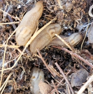 Ambigolimax sp. (valentius and waterstoni) at Glen Fergus, NSW - 19 Nov 2022 09:29 AM