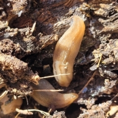 Ambigolimax sp. (valentius and waterstoni) at Glen Fergus, NSW - 19 Nov 2022 09:29 AM