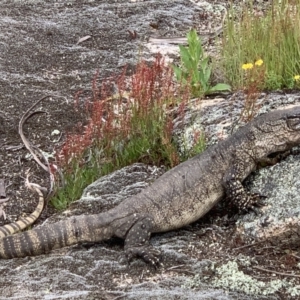 Varanus rosenbergi at Rendezvous Creek, ACT - 19 Nov 2022