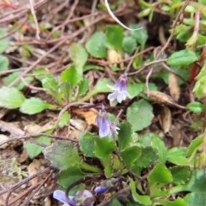 Viola improcera at Mount Clear, ACT - 19 Nov 2022 12:34 PM