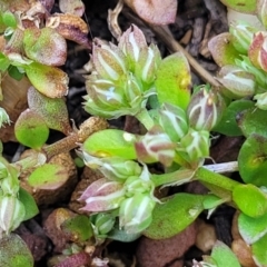 Polycarpon tetraphyllum (Four-leaf Allseed) at Glen Fergus, NSW - 18 Nov 2022 by trevorpreston