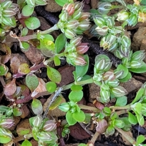 Polycarpon tetraphyllum at Glen Fergus, NSW - 19 Nov 2022 09:27 AM