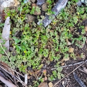 Polycarpon tetraphyllum at Glen Fergus, NSW - 19 Nov 2022
