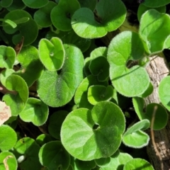Dichondra repens (Kidney Weed) at Coornartha Nature Reserve - 19 Nov 2022 by trevorpreston