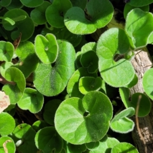 Dichondra repens at Glen Fergus, NSW - 19 Nov 2022