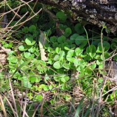 Dichondra repens at Glen Fergus, NSW - 19 Nov 2022