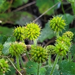 Hydrocotyle laxiflora (Stinking Pennywort) at Coornartha Nature Reserve - 19 Nov 2022 by trevorpreston