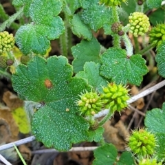 Hydrocotyle laxiflora at Glen Fergus, NSW - 19 Nov 2022