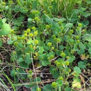 Hydrocotyle laxiflora at Glen Fergus, NSW - 19 Nov 2022 09:25 AM