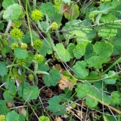 Hydrocotyle laxiflora at Glen Fergus, NSW - 19 Nov 2022