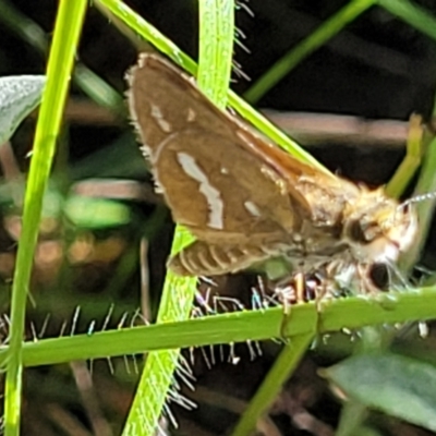 Taractrocera papyria (White-banded Grass-dart) at Coornartha Nature Reserve - 19 Nov 2022 by trevorpreston