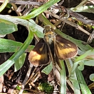 Taractrocera papyria at Glen Fergus, NSW - 19 Nov 2022