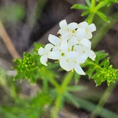 Asperula conferta (Common Woodruff) at Glen Fergus, NSW - 18 Nov 2022 by trevorpreston