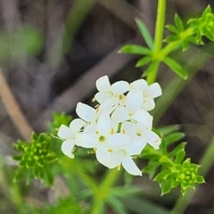 Asperula conferta at Glen Fergus, NSW - 19 Nov 2022